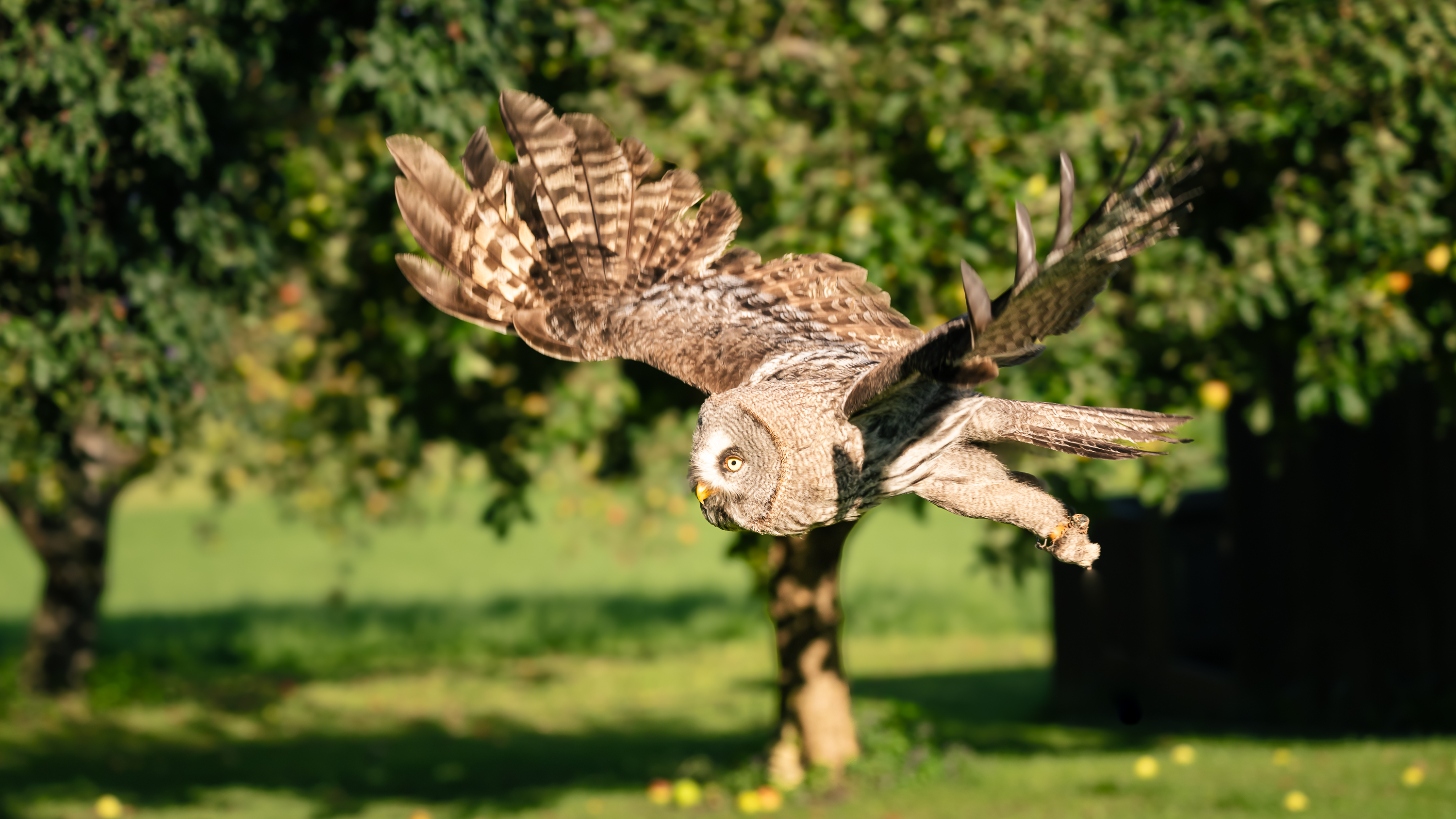 Falknereihof Haging 2496